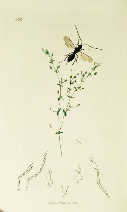 Framed Print : Curtis British Entomology Plate 333 Framed Print : Curtis British Entomology Plate 333
