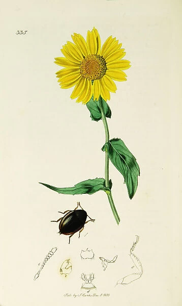 Curtis British Entomology Plate 335