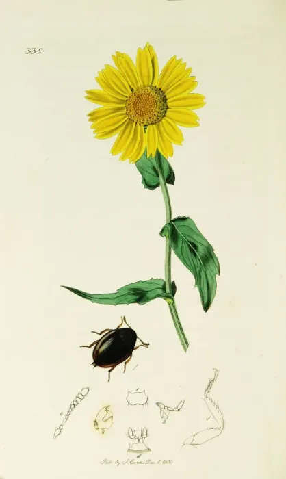 Framed Print : Curtis British Entomology Plate 335 Framed Print : Curtis British Entomology Plate 335