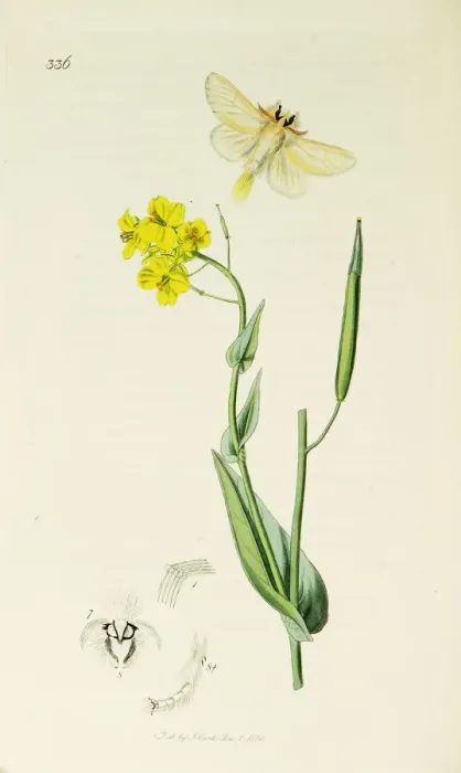 Framed Print : Curtis British Entomology Plate 336 Framed Print : Curtis British Entomology Plate 336
