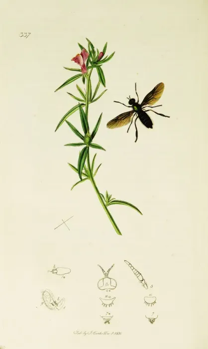 Framed Print : Curtis British Entomology Plate 337 Framed Print : Curtis British Entomology Plate 337