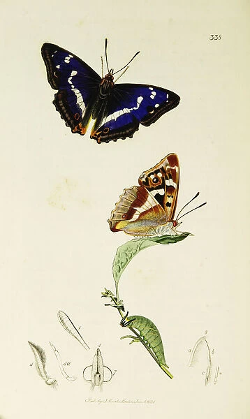 Curtis British Entomology Plate 338