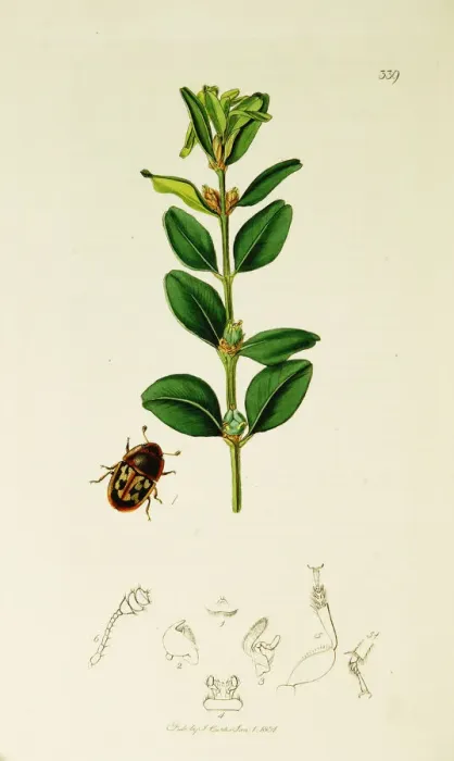 Framed Print : Curtis British Entomology Plate 339 Framed Print : Curtis British Entomology Plate 339