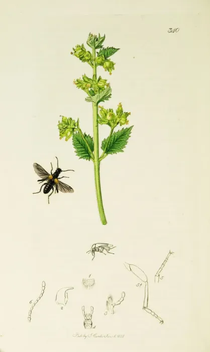 Framed Print : Curtis British Entomology Plate 340 Framed Print : Curtis British Entomology Plate 340