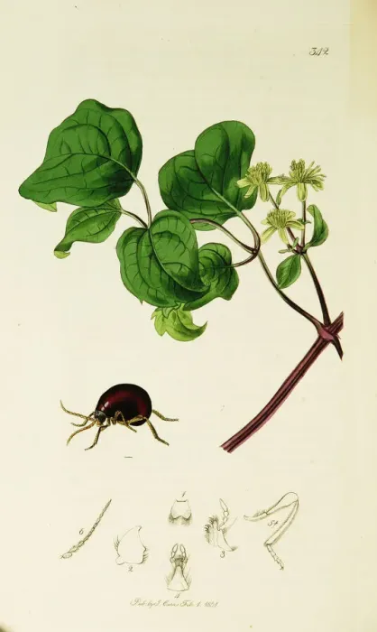 Framed Print : Curtis British Entomology Plate 342 Framed Print : Curtis British Entomology Plate 342