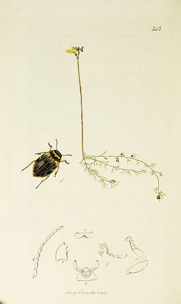 Curtis British Entomology Plate 343