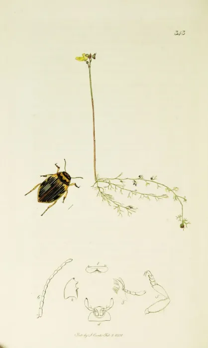 Framed Print : Curtis British Entomology Plate 343 Framed Print : Curtis British Entomology Plate 343