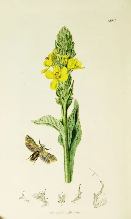 Framed Print : Curtis British Entomology Plate 344 Framed Print : Curtis British Entomology Plate 344