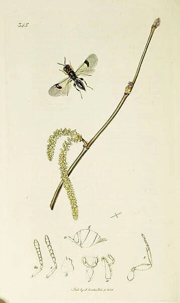 Curtis British Entomology Plate 345