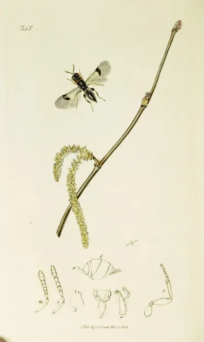 Framed Print : Curtis British Entomology Plate 345 Framed Print : Curtis British Entomology Plate 345