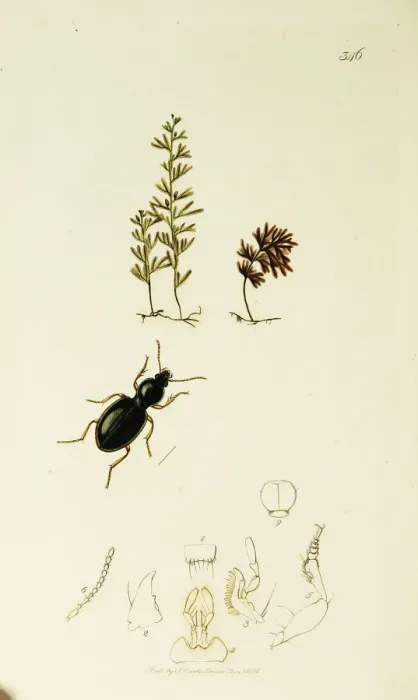 Framed Print : Curtis British Entomology Plate 346 Framed Print : Curtis British Entomology Plate 346