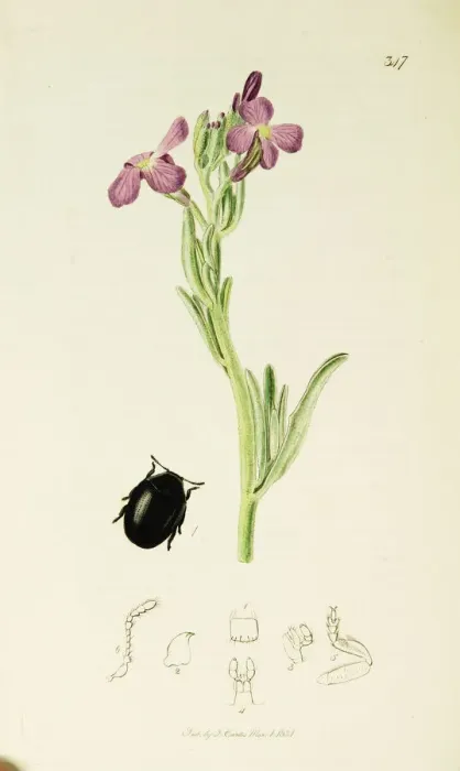 Framed Print : Curtis British Entomology Plate 347 Framed Print : Curtis British Entomology Plate 347