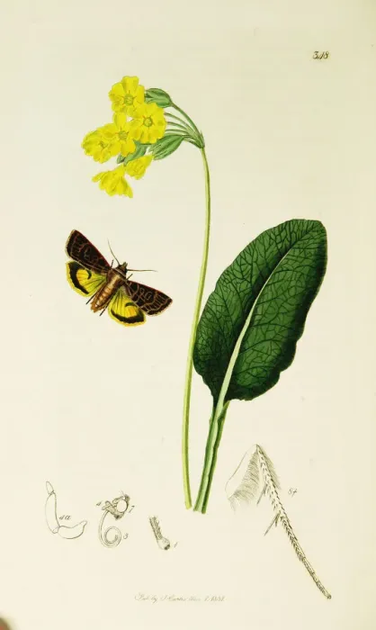 Framed Print : Curtis British Entomology Plate 348 Framed Print : Curtis British Entomology Plate 348