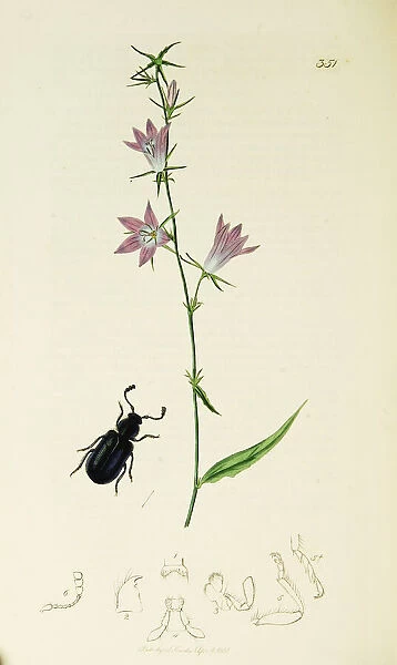 Curtis British Entomology Plate 351