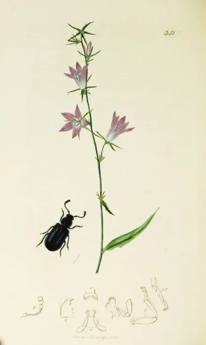 Framed Print : Curtis British Entomology Plate 351 Framed Print : Curtis British Entomology Plate 351