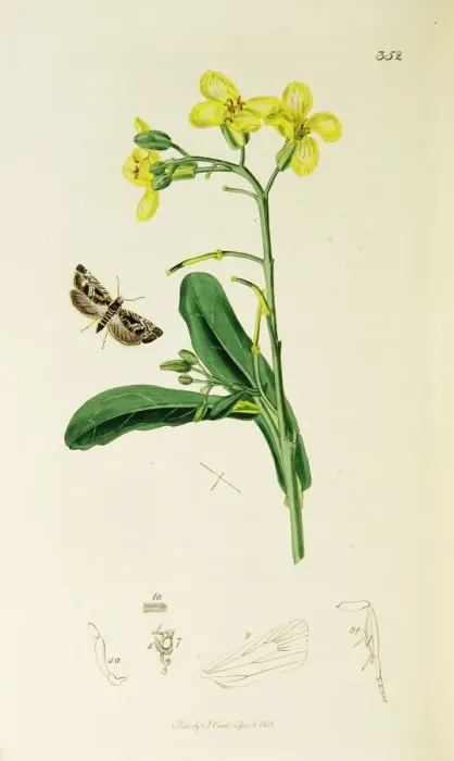 Framed Print : Curtis British Entomology Plate 352 Framed Print : Curtis British Entomology Plate 352