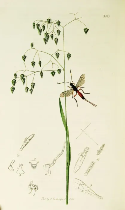 Framed Print : Curtis British Entomology Plate 353 Framed Print : Curtis British Entomology Plate 353