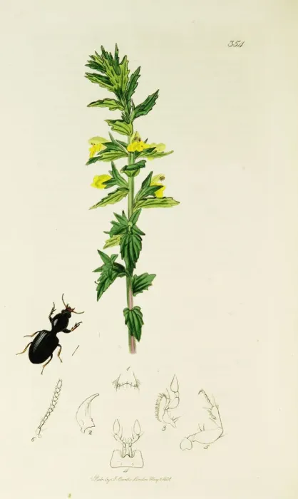 Framed Print : Curtis British Entomology Plate 354 Framed Print : Curtis British Entomology Plate 354