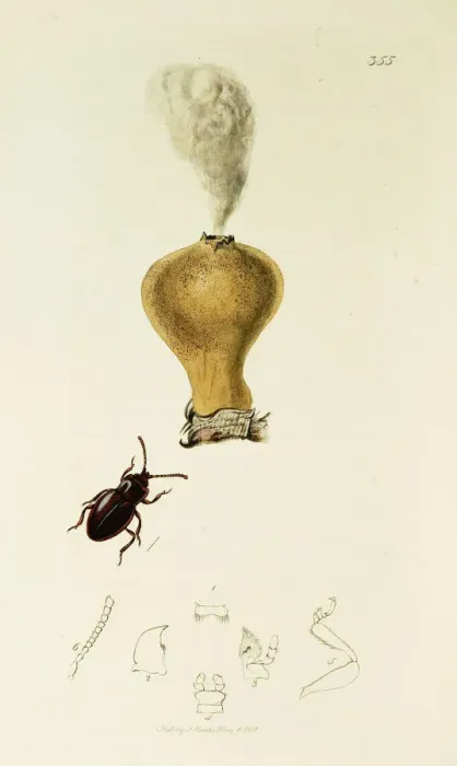 Framed Print : Curtis British Entomology Plate 355 Framed Print : Curtis British Entomology Plate 355