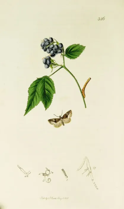 Framed Print : Curtis British Entomology Plate 356 Framed Print : Curtis British Entomology Plate 356