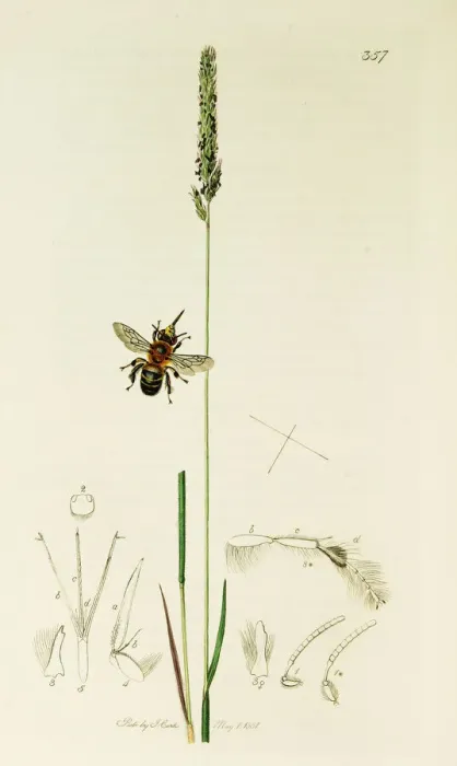 Framed Print : Curtis British Entomology Plate 357 Framed Print : Curtis British Entomology Plate 357