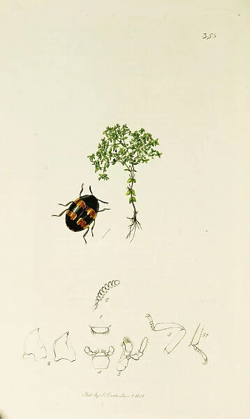 Curtis British Entomology Plate 358