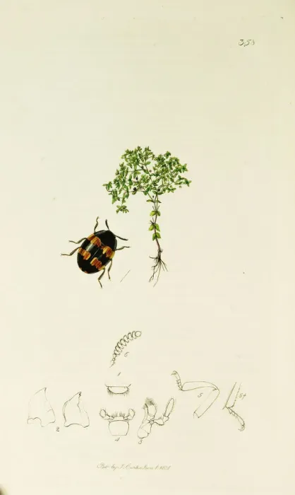 Framed Print : Curtis British Entomology Plate 358 Framed Print : Curtis British Entomology Plate 358