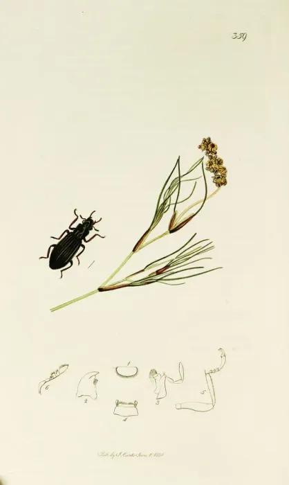 Framed Print : Curtis British Entomology Plate 359 Framed Print : Curtis British Entomology Plate 359