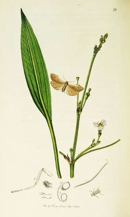 Framed Print : Curtis British Entomology Plate 36 Framed Print : Curtis British Entomology Plate 36
