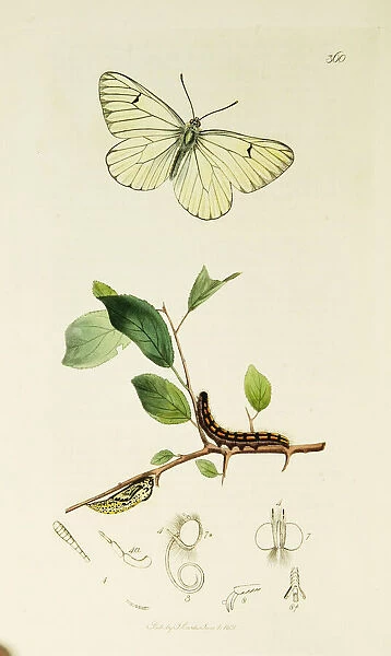 Curtis British Entomology Plate 360
