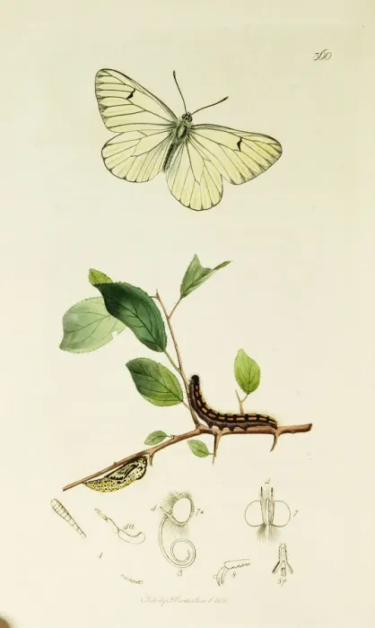 Framed Print : Curtis British Entomology Plate 360 Framed Print : Curtis British Entomology Plate 360