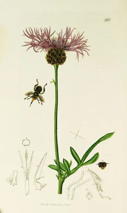 Framed Print : Curtis British Entomology Plate 361 Framed Print : Curtis British Entomology Plate 361