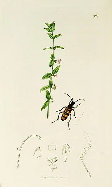 Curtis British Entomology Plate 362