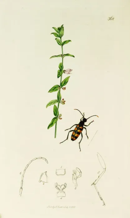 Framed Print : Curtis British Entomology Plate 362