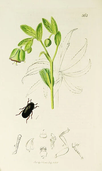 Curtis British Entomology Plate 363