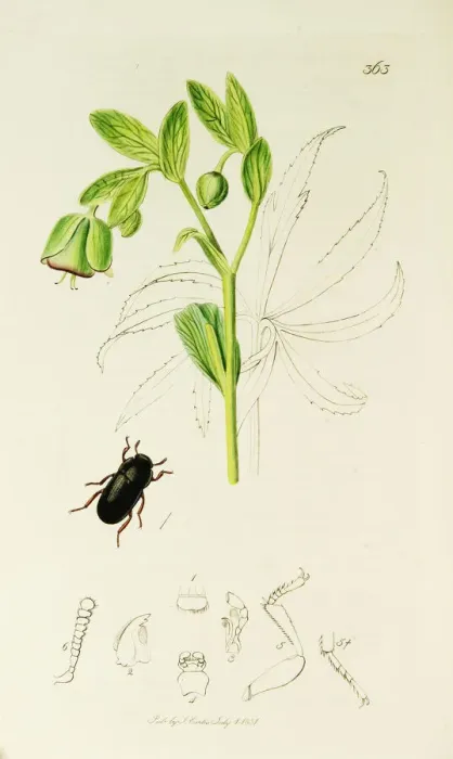 Framed Print : Curtis British Entomology Plate 363