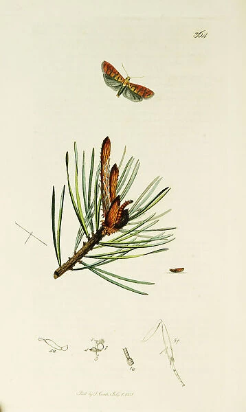 Curtis British Entomology Plate 364