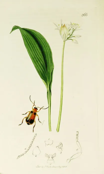 Framed Print : Curtis British Entomology Plate 366 Framed Print : Curtis British Entomology Plate 366