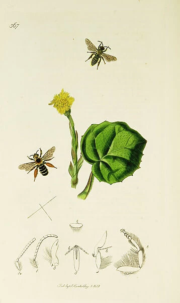 Curtis British Entomology Plate 367