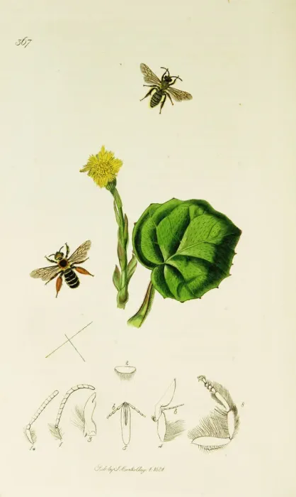 Framed Print : Curtis British Entomology Plate 367 Framed Print : Curtis British Entomology Plate 367