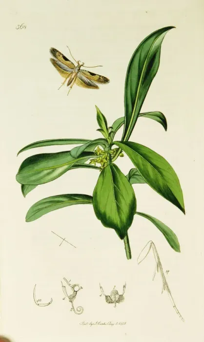 Framed Print : Curtis British Entomology Plate 368 Framed Print : Curtis British Entomology Plate 368