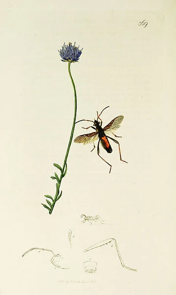Curtis British Entomology Plate 369