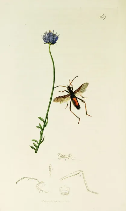 Framed Print : Curtis British Entomology Plate 369 Framed Print : Curtis British Entomology Plate 369
