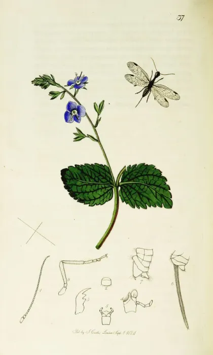 Framed Print : Curtis British Entomology Plate 37 Framed Print : Curtis British Entomology Plate 37