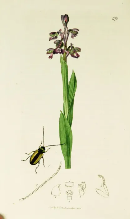 Framed Print : Curtis British Entomology Plate 370 Framed Print : Curtis British Entomology Plate 370