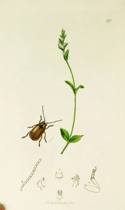 Framed Print : Curtis British Entomology Plate 371