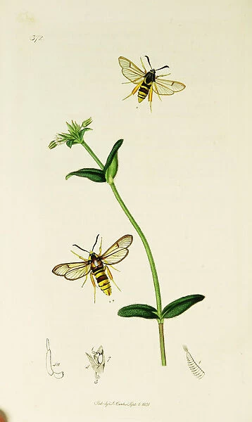 Curtis British Entomology Plate 372
