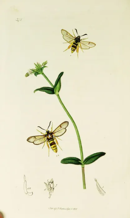 Framed Print : Curtis British Entomology Plate 372 Framed Print : Curtis British Entomology Plate 372