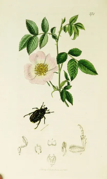 Framed Print : Curtis British Entomology Plate 374 Framed Print : Curtis British Entomology Plate 374