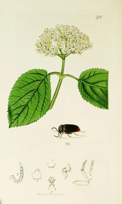 Framed Print : Curtis British Entomology Plate 375 Framed Print : Curtis British Entomology Plate 375